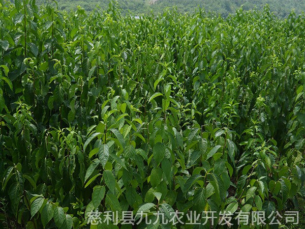 本地優(yōu)選3年苗（價(jià)格面議）