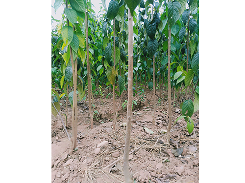 本地優(yōu)選3年苗（價(jià)格面議）