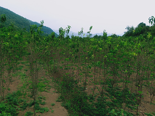 華仲8號3年苗（價格面議）