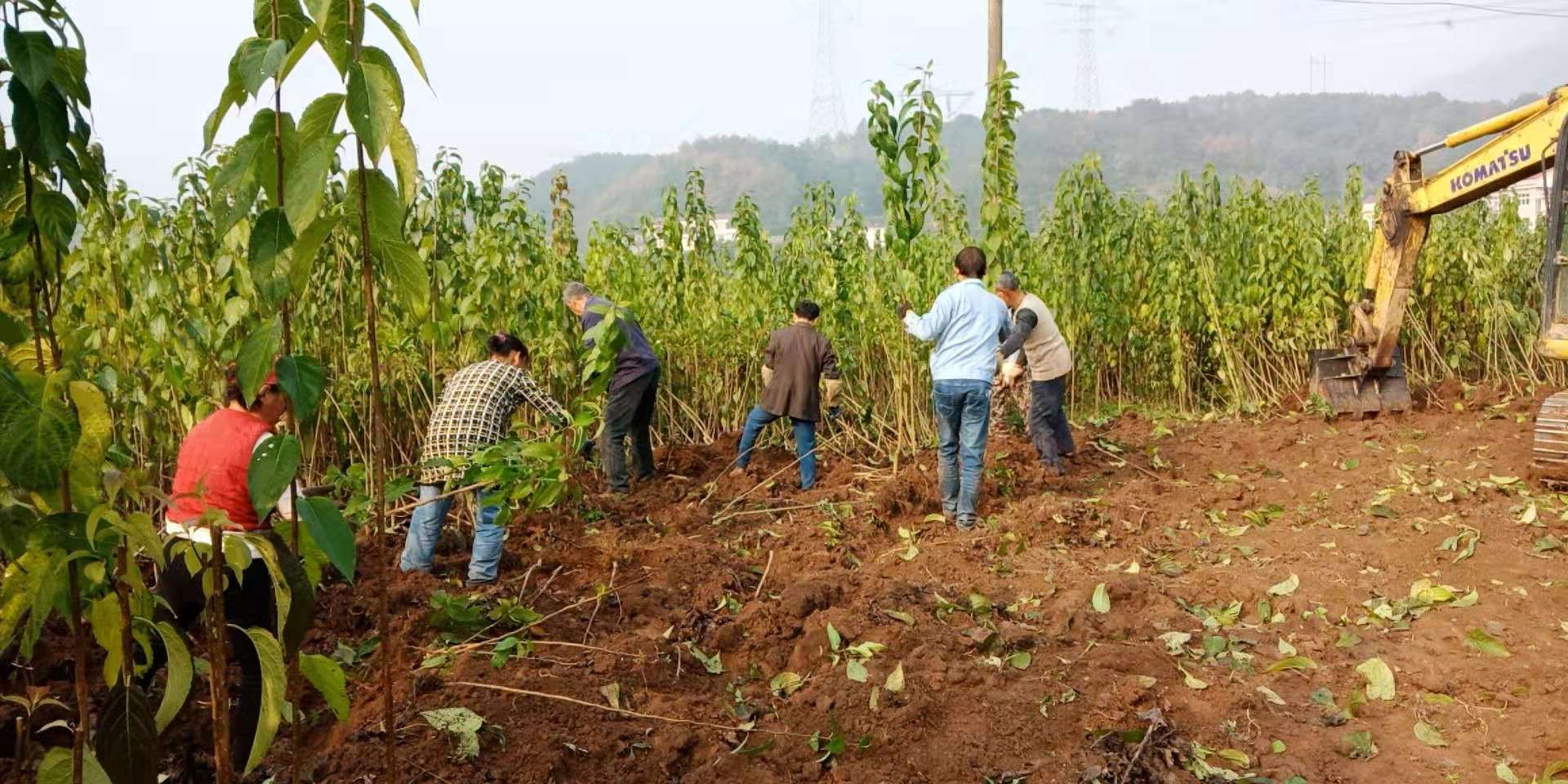 慈利縣九九農(nóng)業(yè)開發(fā)有限公司,張家界粘木苗銷售,杜仲種植,苗木銷售